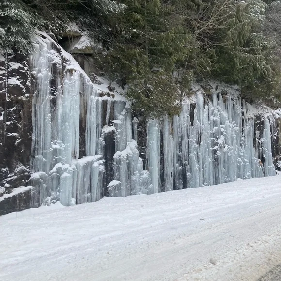 Meet your Posher🍄🐾☘️ - Picture 12 of 12